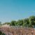 AEG Europe shares efforts to make BST Hyde Park 2024 its most sustainable run of shows yet